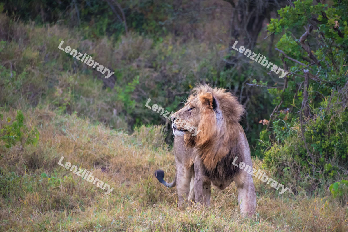 Side view of a Lion walking